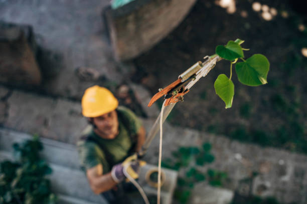 Tree Branch Trimming in Blanding, UT